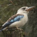 진짜 떡볶이 이미지