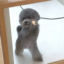 쏘렌토노래연습장 | [일상] 5월의 크리스마스