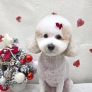 헤어 컹컹 이미지