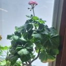 아리위드 이미지