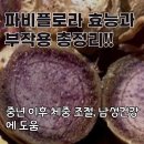 중년과새싹 | 파비플로라 효능과 부작용 총정리! 중년 이후 체중 조절, 남성건강에 도움