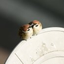 옥일상사