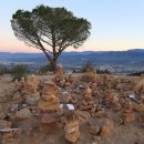 지혜의 나무 이미지