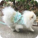 노방(안노방) | 노방 한복 안감으로 만든 시원한 보니앤독 시스루 여름 하네스