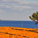 황금빛 목장 이미지