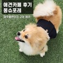 몽슈 | 파주출판단지 근처 애견카페 몽슈포레 내돈내산 방문후기