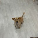 견생냥품 무인24시 대구 죽곡점 | 반려동물ㅣ견생냥품 대구죽곡점 : 24시 무인, 대구 애견용품샵 찐추천