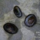 배말