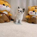 딜라잇독 앤 캣 강아지고양이 분양 시흥 | 시흥고양이분양 소중한 가족을 만나는 특별한 여정