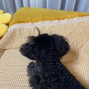 그루밍 나나 이미지