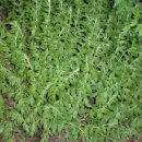 생생1킬로 이미지