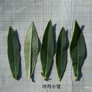 까치수염(까치수염속 잎 비교) 이미지