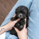 유앤미펫 강아지 고양이 미용 인천본점 | 이쁜 아기 동물들이 많은 인천 애견분양 유앤미펫 강아지분양 고양이분양 인천본점