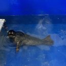 점박이 물범가족 이미지