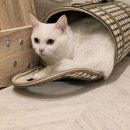 고양이호텔 무냥무냥 김해점 이미지