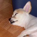 비마인 독 이미지