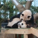 용인 에버랜드(놀이기구, 사파리, 워터펀시즌2, 여름꽃) 2025. 6. 26 이미지