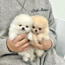퍼피데이즈강아지분양김포