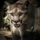 퓨마