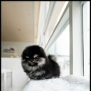 강아지는 내 운명 이미지