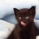 도도 Grooming 이미지