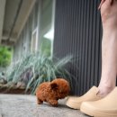 토이 벨벳 네이버블로그