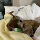 나인동물의료센터 이미지