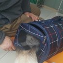활기찬동물병원 이미지