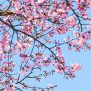 햄스테드 런던