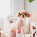 ㈜포유 | 강아지 항산화제 면역력 챙기는 애견영양제