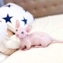 해피고양이분양 이미지