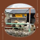 1529 | [제주/애월] 아이와 가볼만한 곳 : '새별프렌즈' 동물 교감 체험 후기