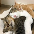 나만고양이없어 이미지