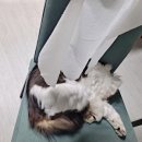 베이직바디 이미지