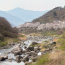 십리벚꽃길 | 봄꽃 여행지 3탄 l 하동 십리벚꽃길 (Feat. 태교여행)