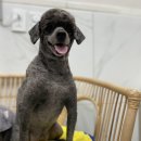 여수죽림동물병원 애견미용실 이미지