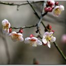 지리산의 노래-김창현 시,송택동 곡 이미지