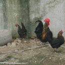 모항농장 이미지