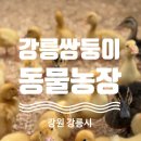 모란제2농장 | 강원도 강릉 여행 아이랑 가볼 만한 곳 추천ㅣ강릉 쌍둥이 동물농장