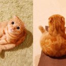 미모고양이 이미지