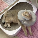 전주 고양이 건강검진 혁신도시 이노동물병원에서 내돈내산 하구 옴