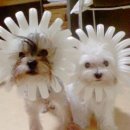 개바라기 이미지