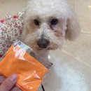 하남강아지 | 🐾 하남스타필드 강아지 팝업 개리야스 후기 💛 룽지와 다녀온 따뜻한 하루