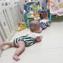 민들레돌봄의원 | [ 쌍둥이 D+191 ] 8월의 크리스마스