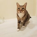 고양이호텔 윤집사 이미지