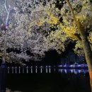 6895 | 영천 우로지 개화 현황