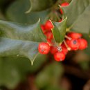 홀리호랑 이미지