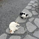 호야 달수 이미지