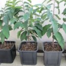 이병주농장 이미지