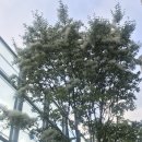 마곡수명산파크4단지 411동 앞 이미지